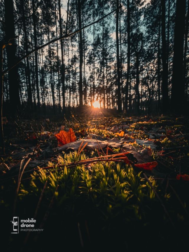 Zachód słońca w lesie, mech, liście, drzewa, zdjęcie smartfonem, Lightroom