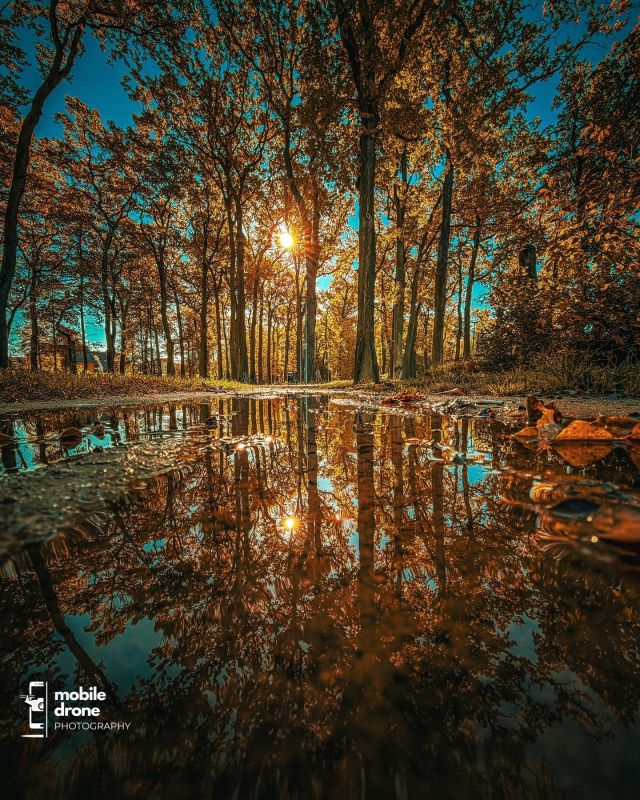 Jesienne drzewa i słońce odbite w kałuży, fotografia mobilna Lightroom