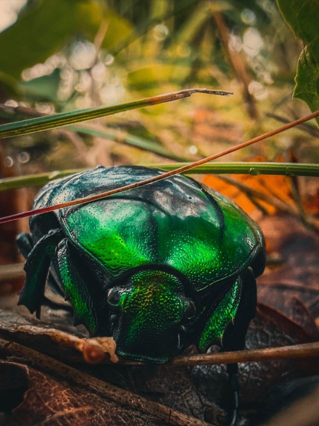 Błyszczący zielony chrząszcz makro, fotografia mobilna Lightroom